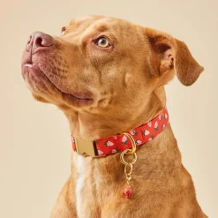 Hot The Foggy Dog Berry Sweet Dog Collar