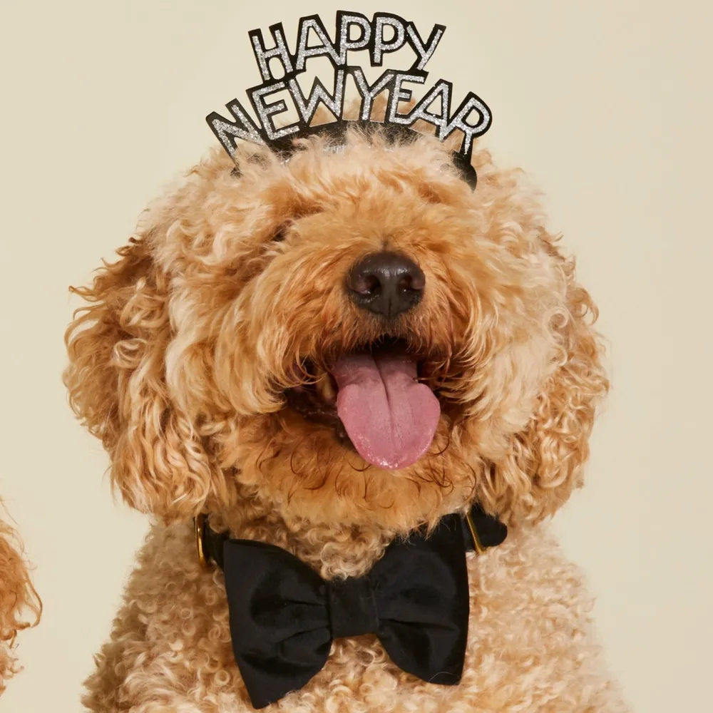 Outlet The Foggy Dog Black Velvet Dog Bow Tie