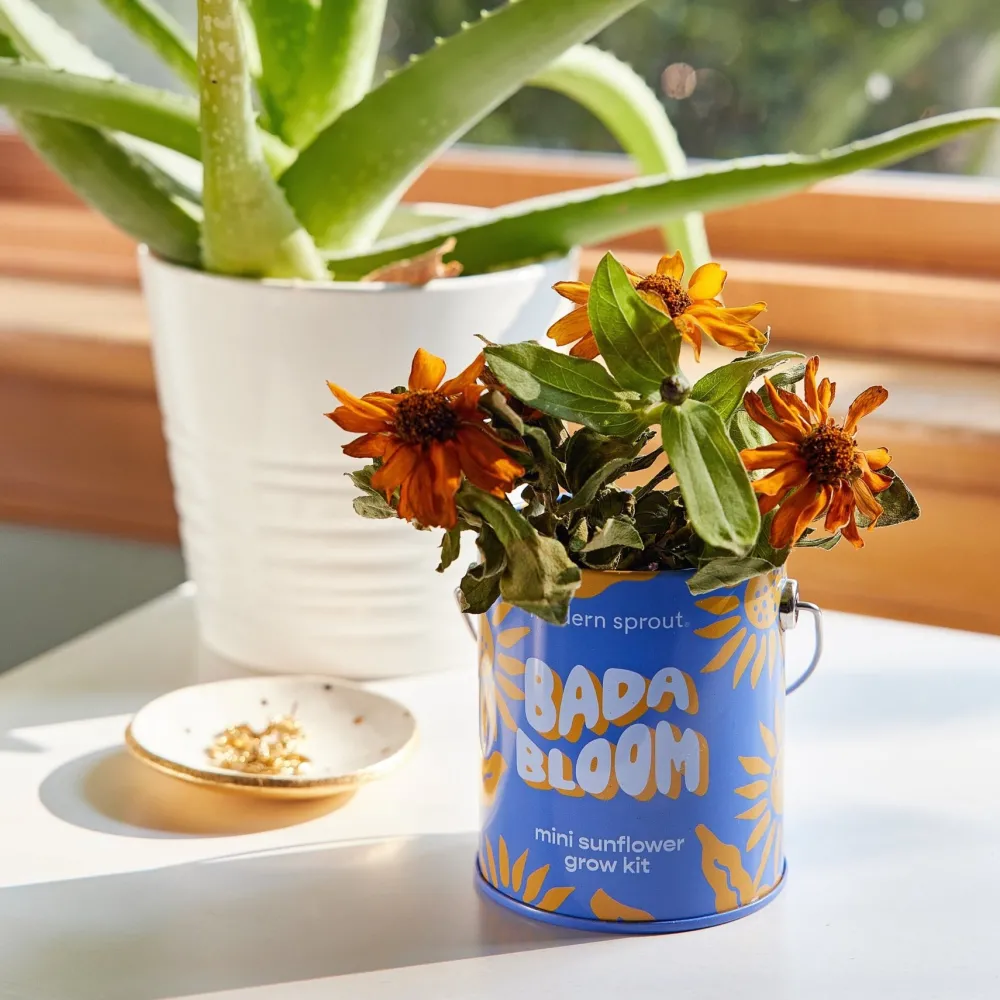Hot Modern Sprout Complimentary Colors Grow Kit
