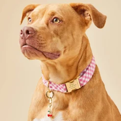 Outlet The Foggy Dog Hot Pink Gingham Dog Collar