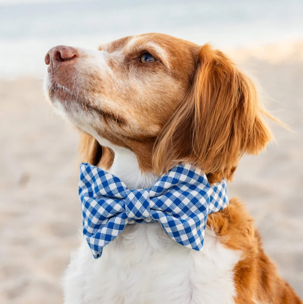 Online The Foggy Dog Lake Blue Gingham Dog Bow Tie Collar