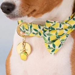 New The Foggy Dog Lemon Zest Bow Tie Collar