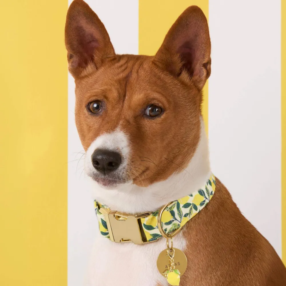 Outlet The Foggy Dog Lemon Zest Dog Collar