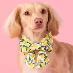 Sale The Foggy Dog Lemon Zest Lady Bow Collar