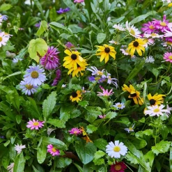 Hot Modern Sprout Magical Wildflower Seed Ball