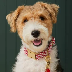 Sale The Foggy Dog Red Gingham Collar Walk Set